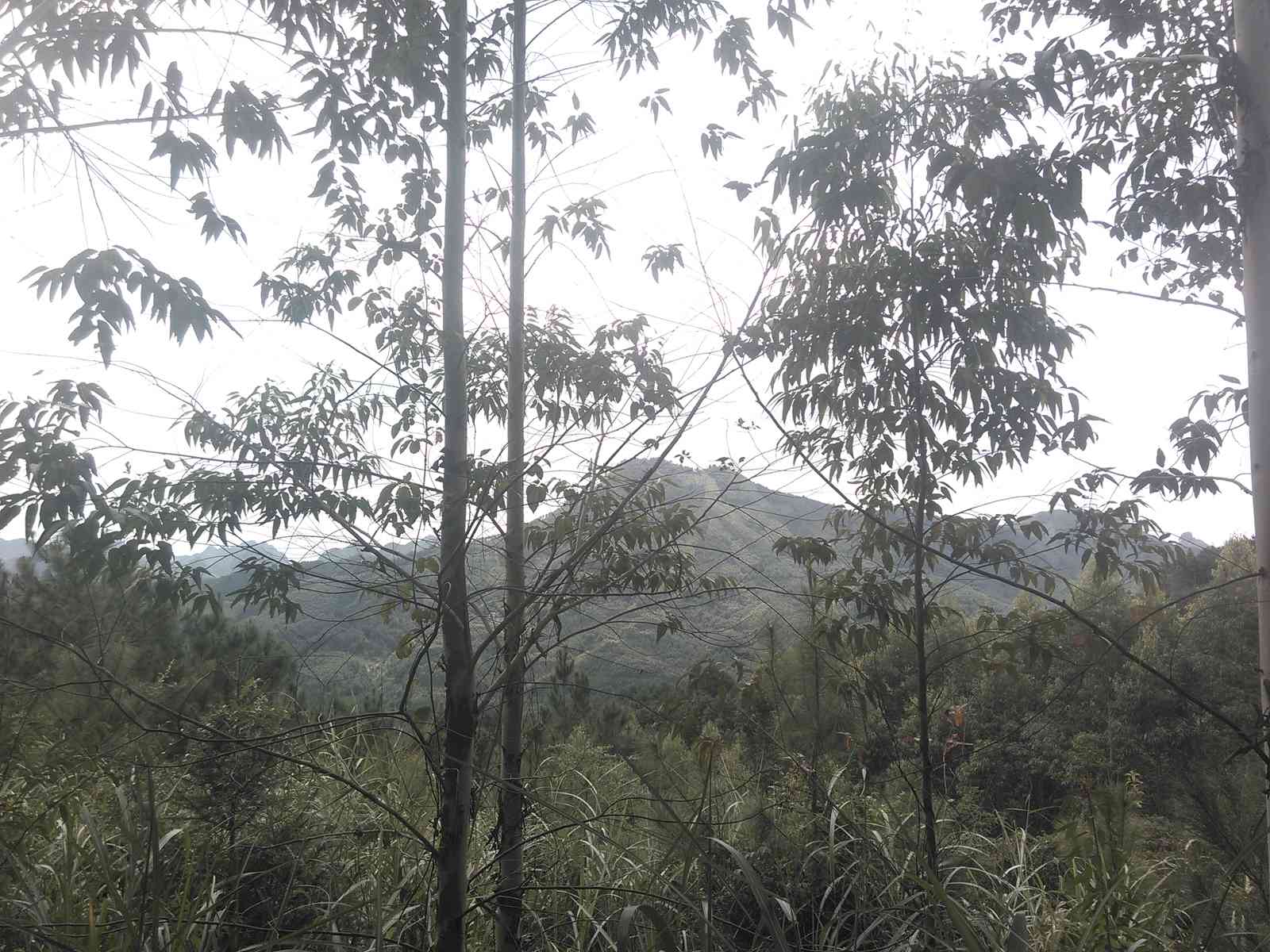 偶俄山