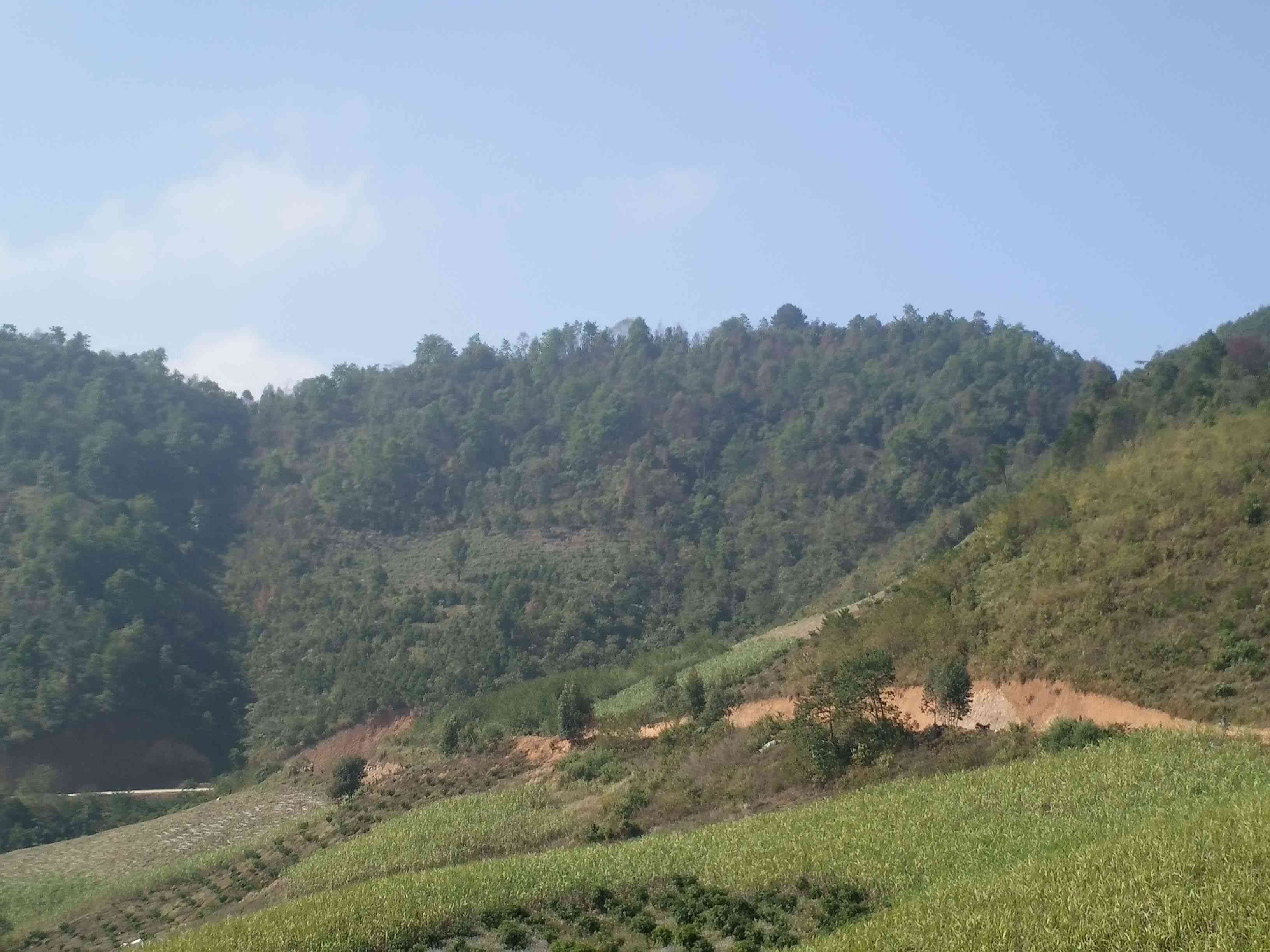 冒蛇伤山