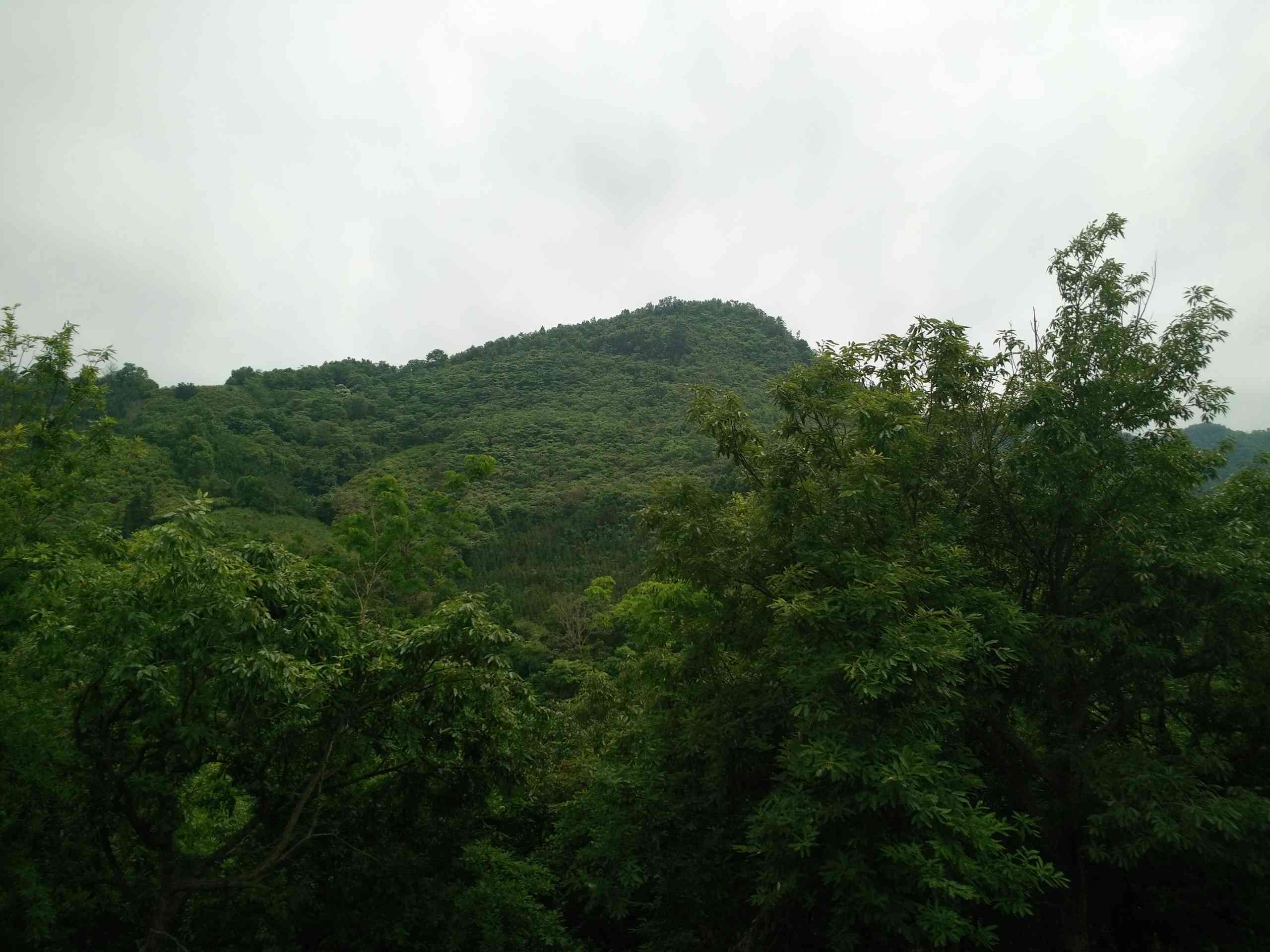 坡们保山