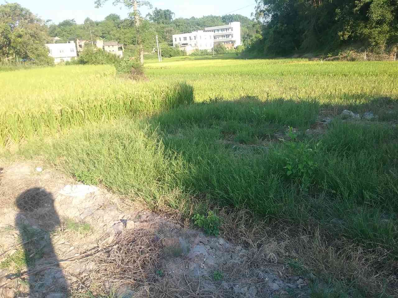 坛里进