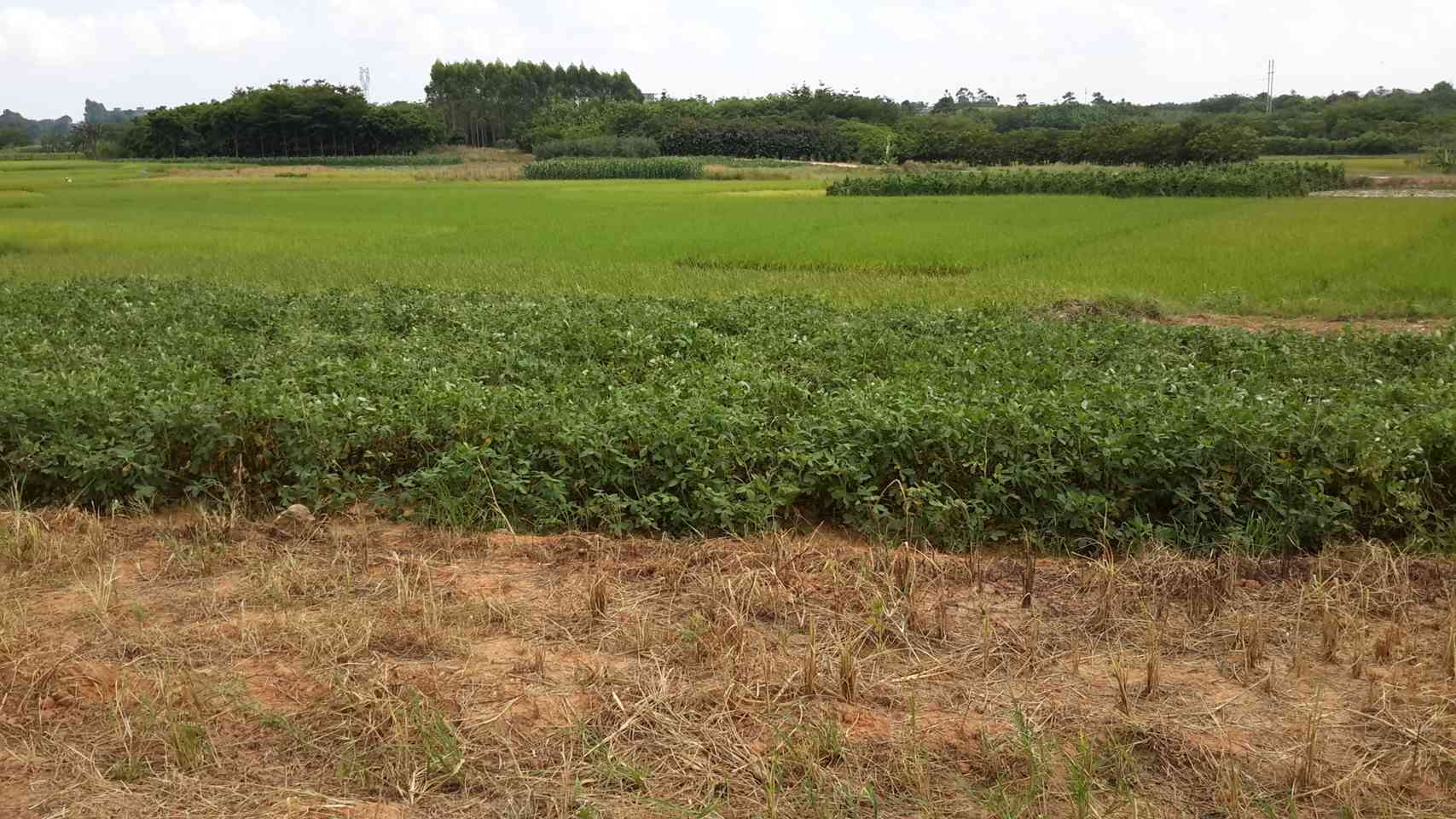 那拉垌