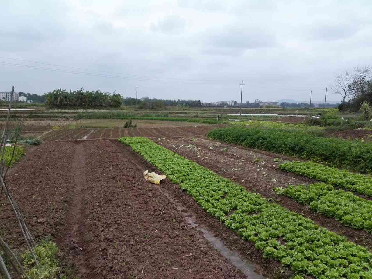 坟山背田
