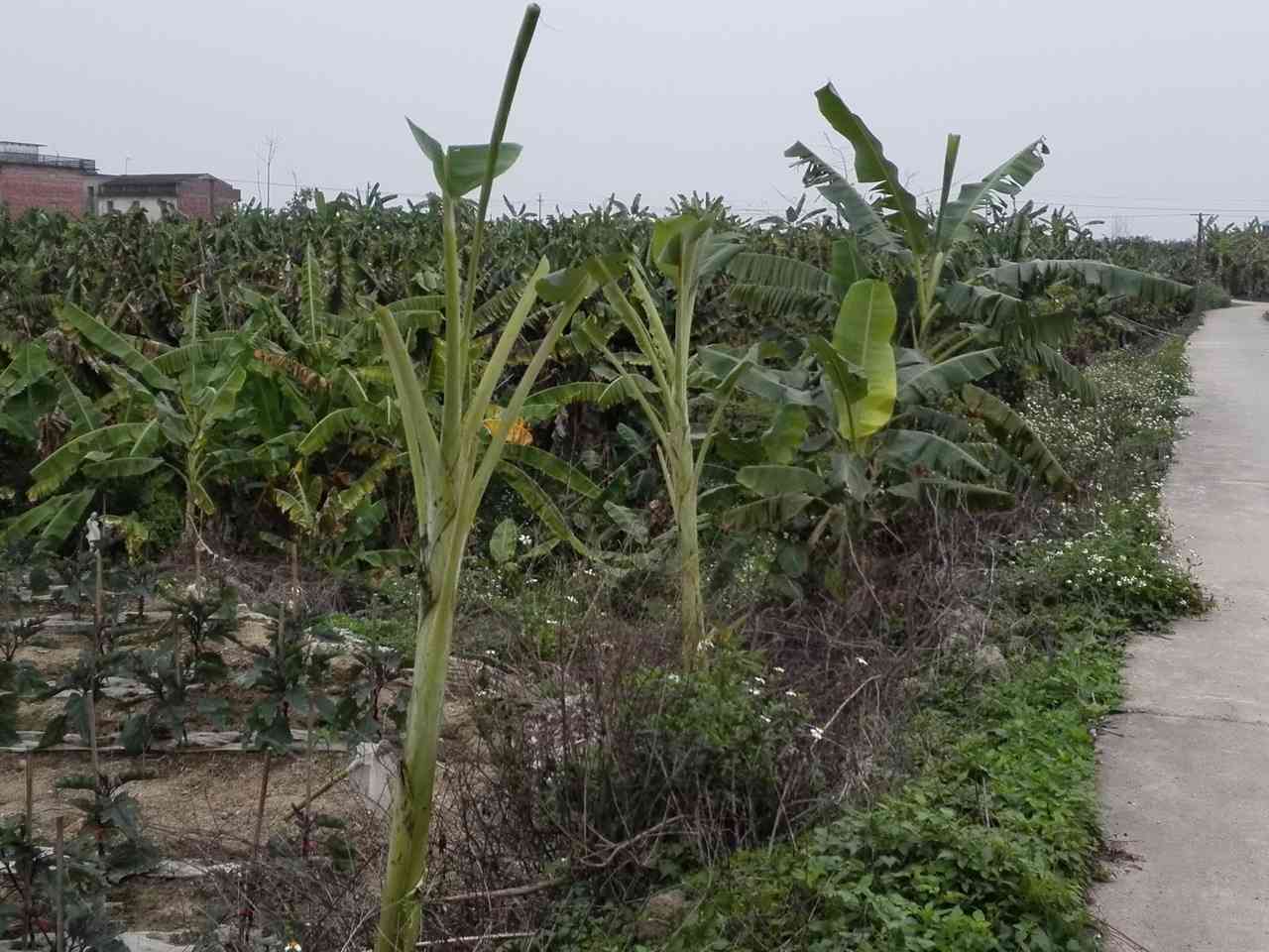 仃珍