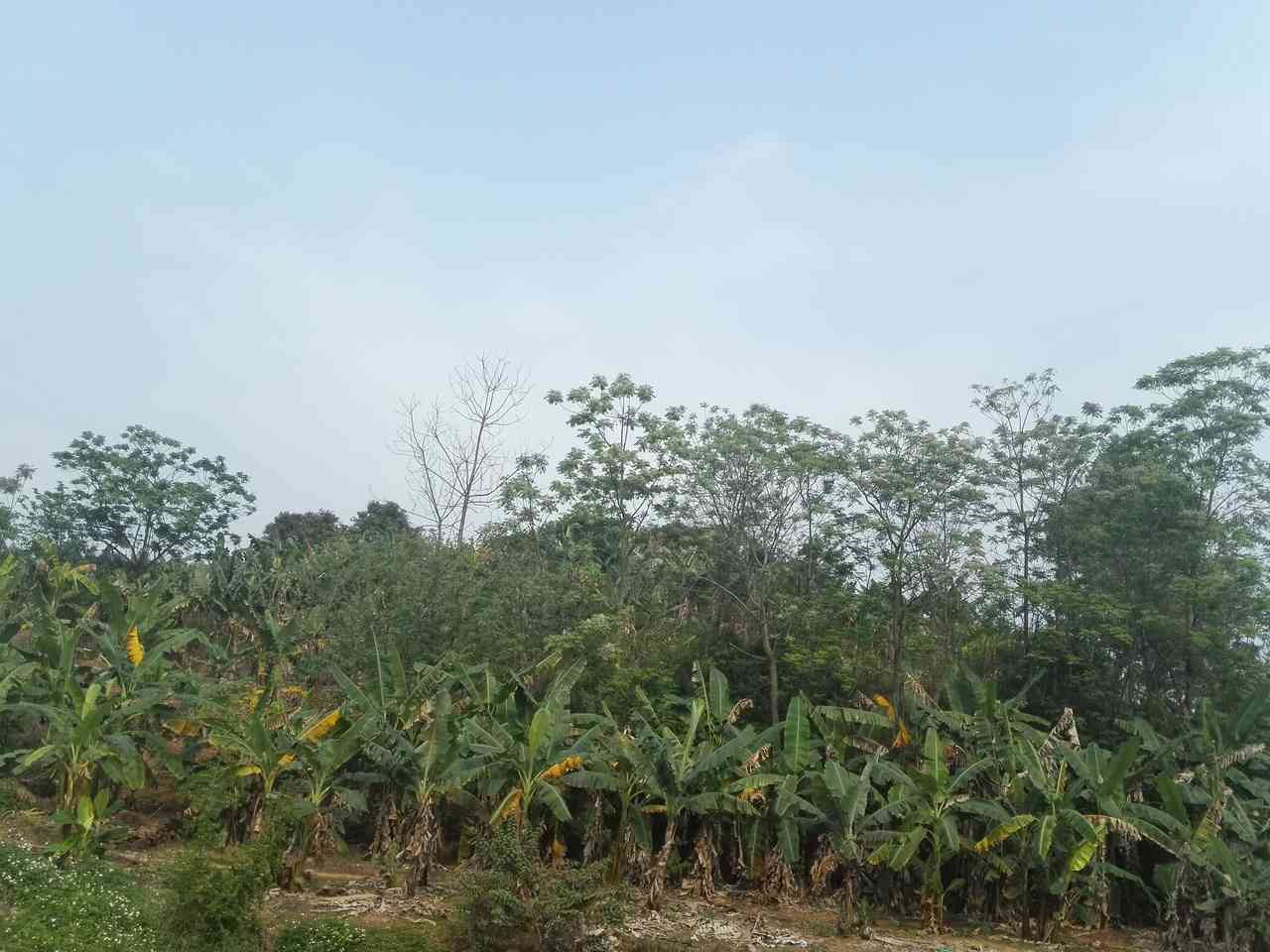 小石柱