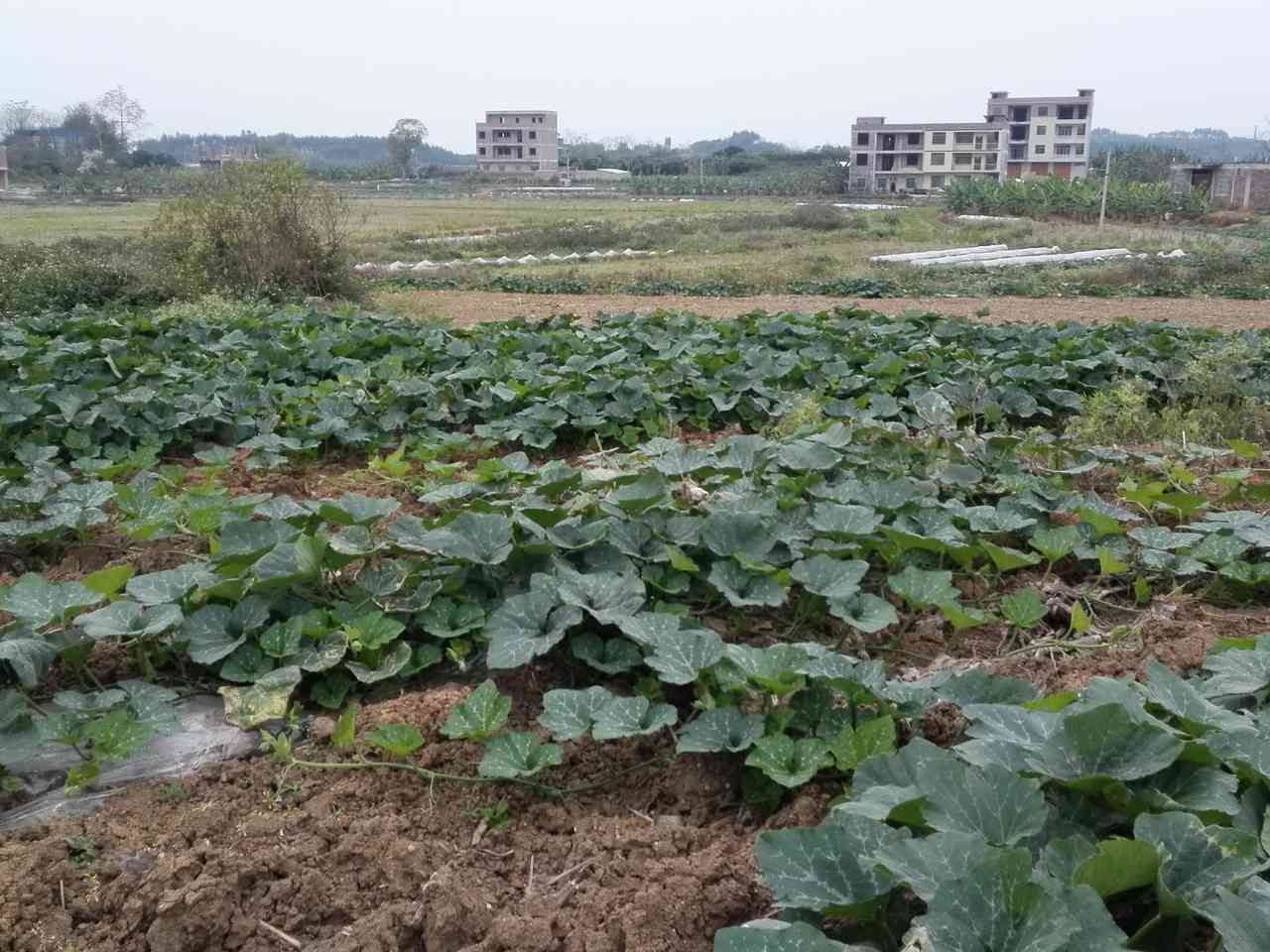 宣江田
