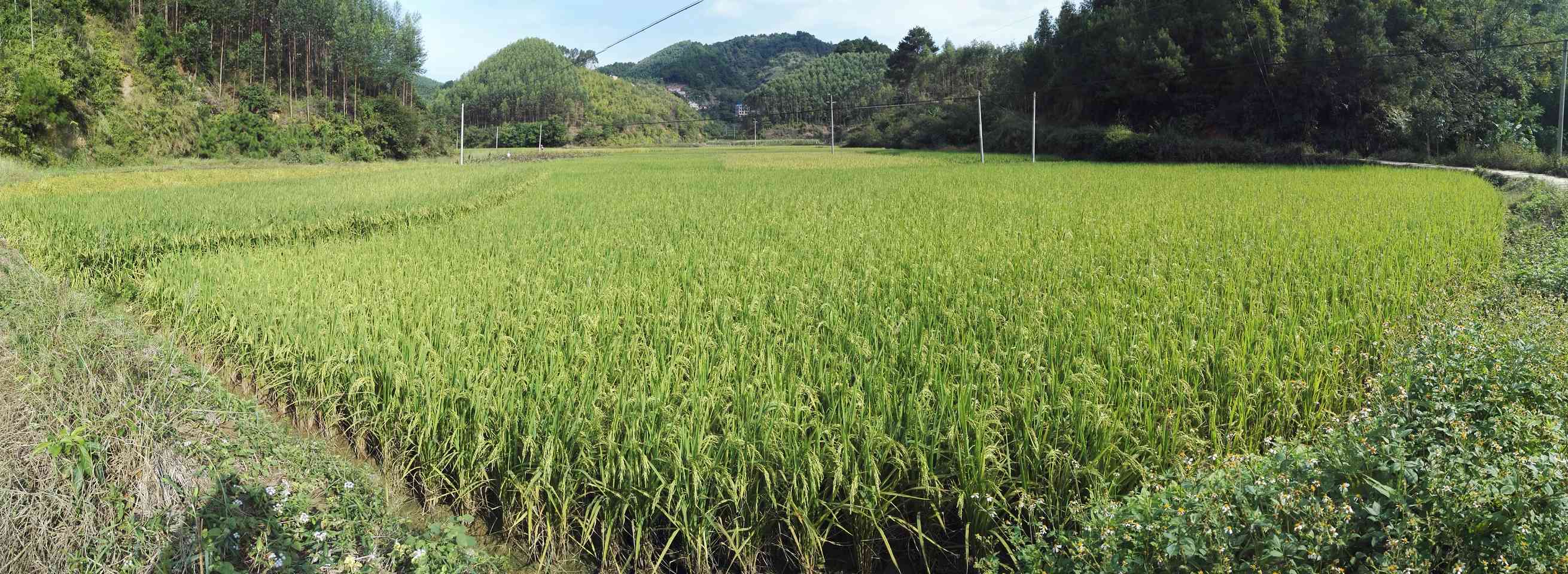 银岭田