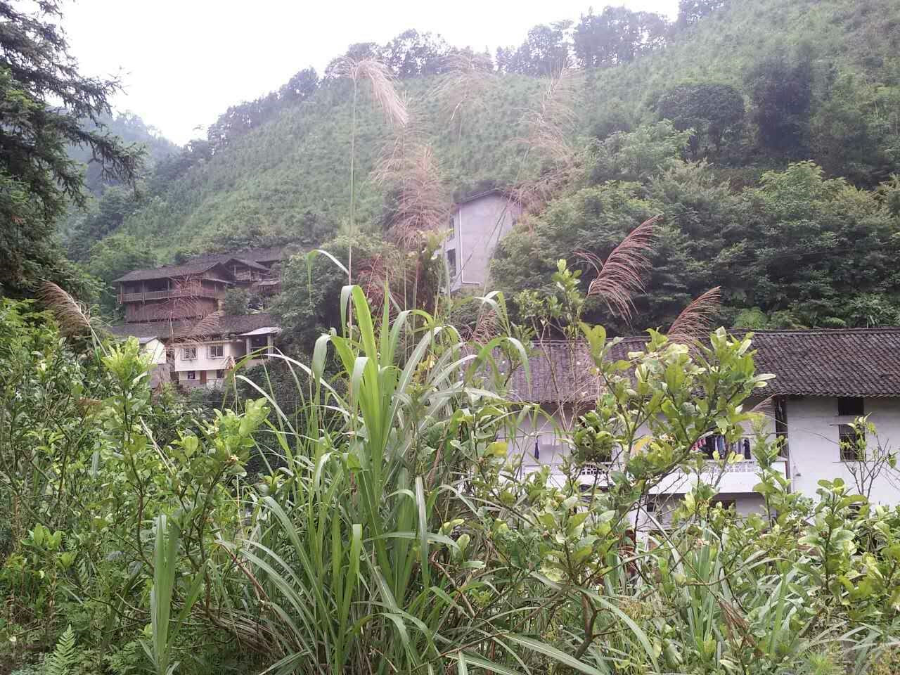 板冲屯