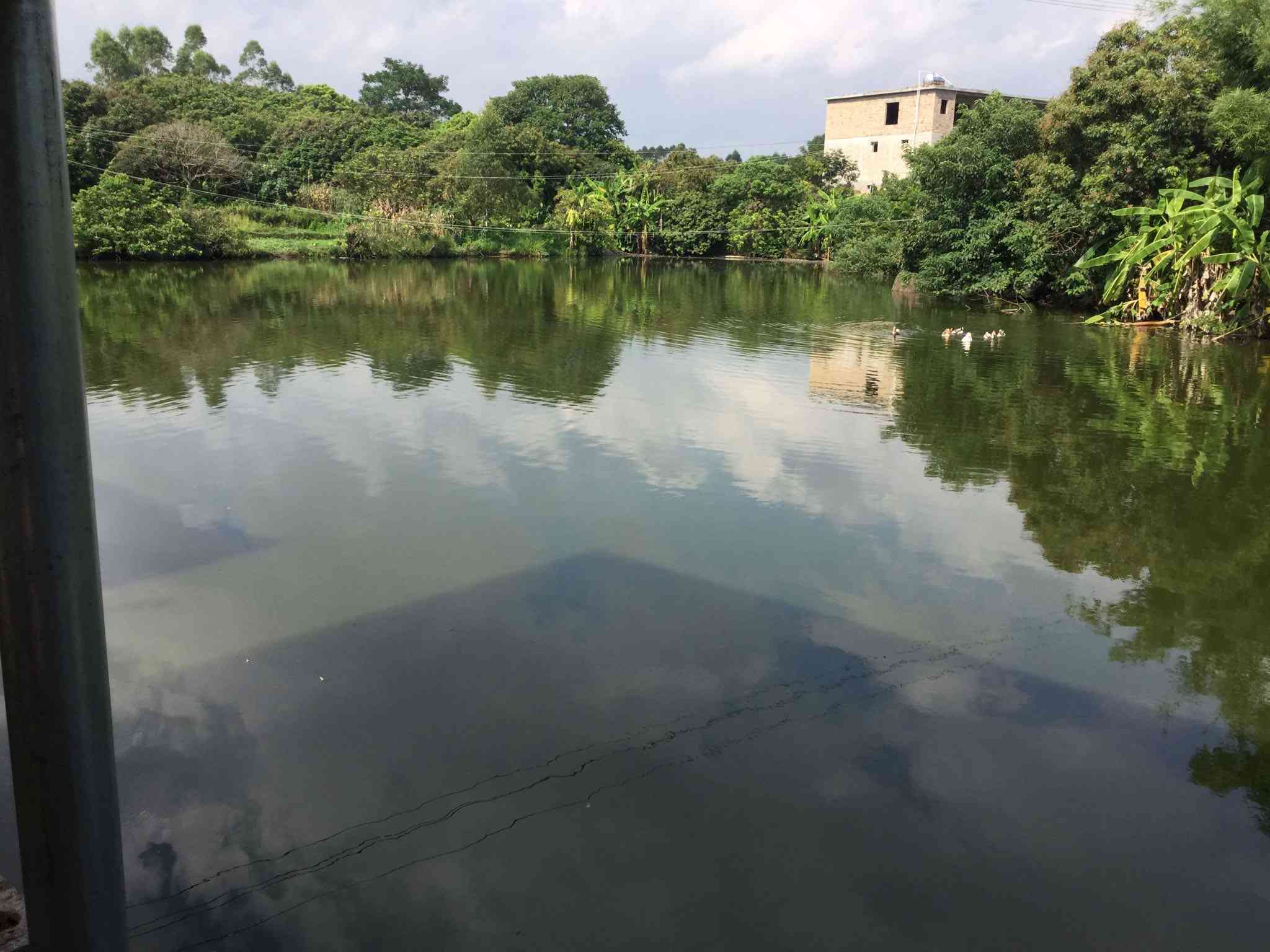 竹叶塘