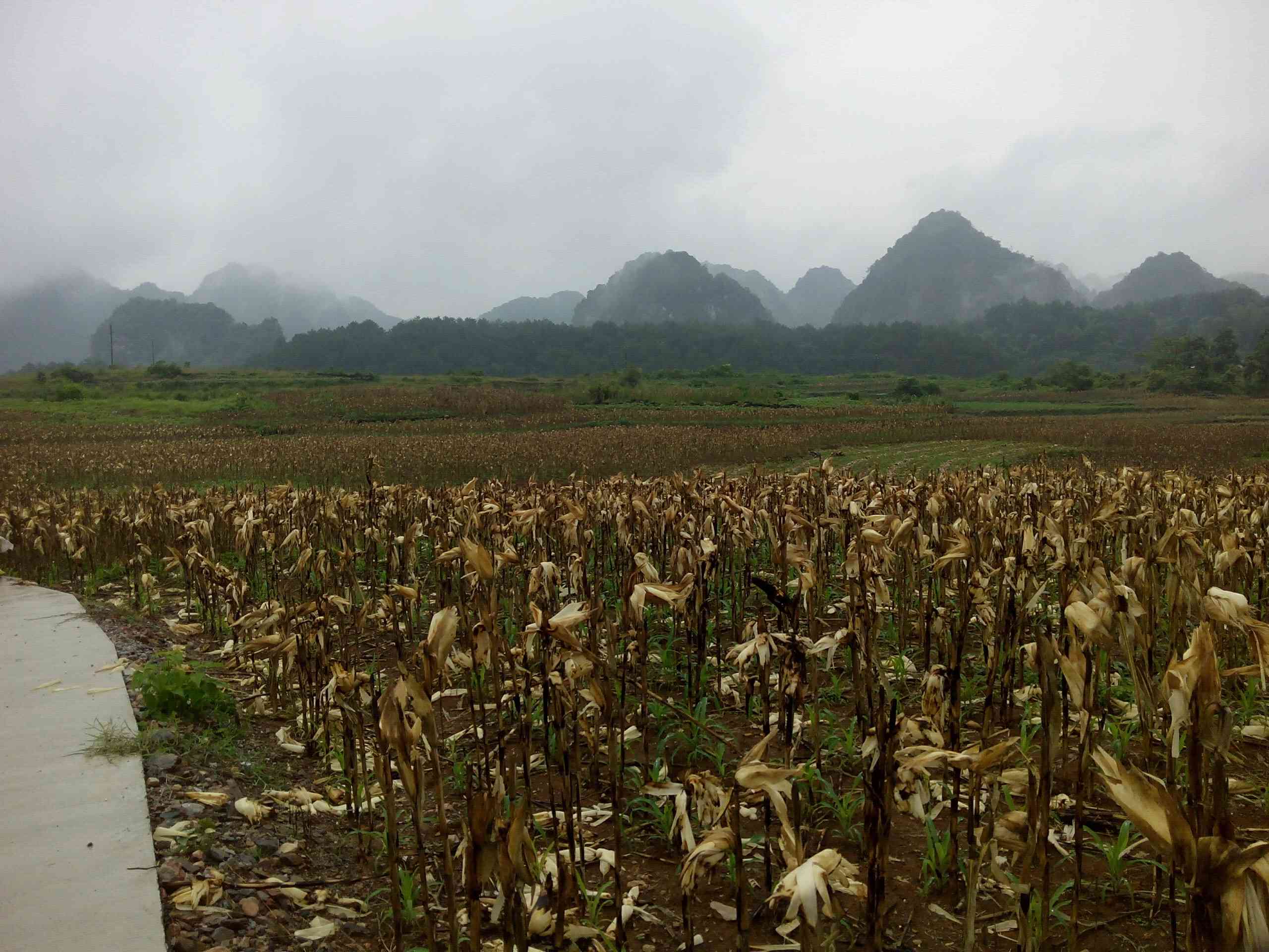 坑红