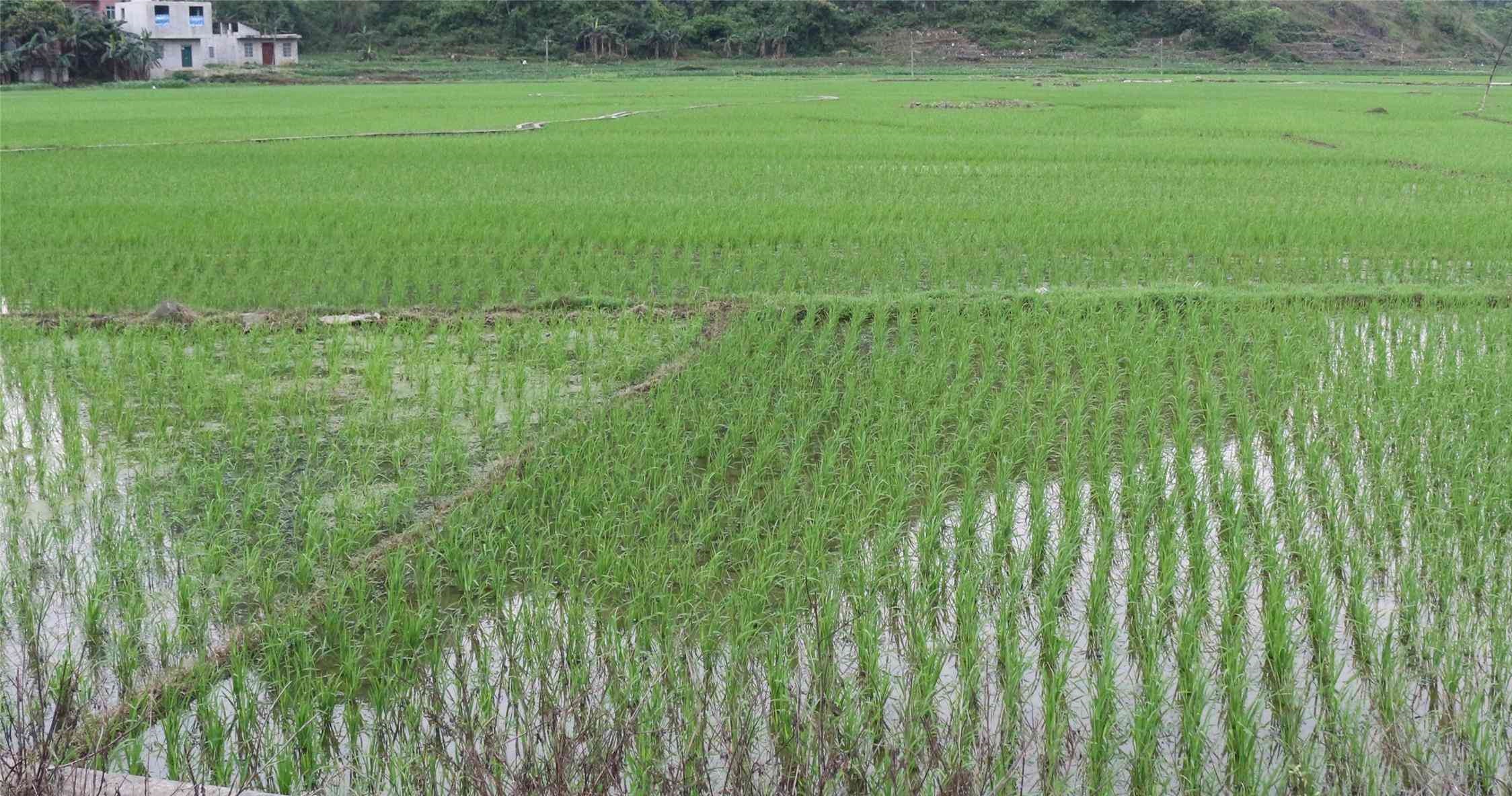 汤巧