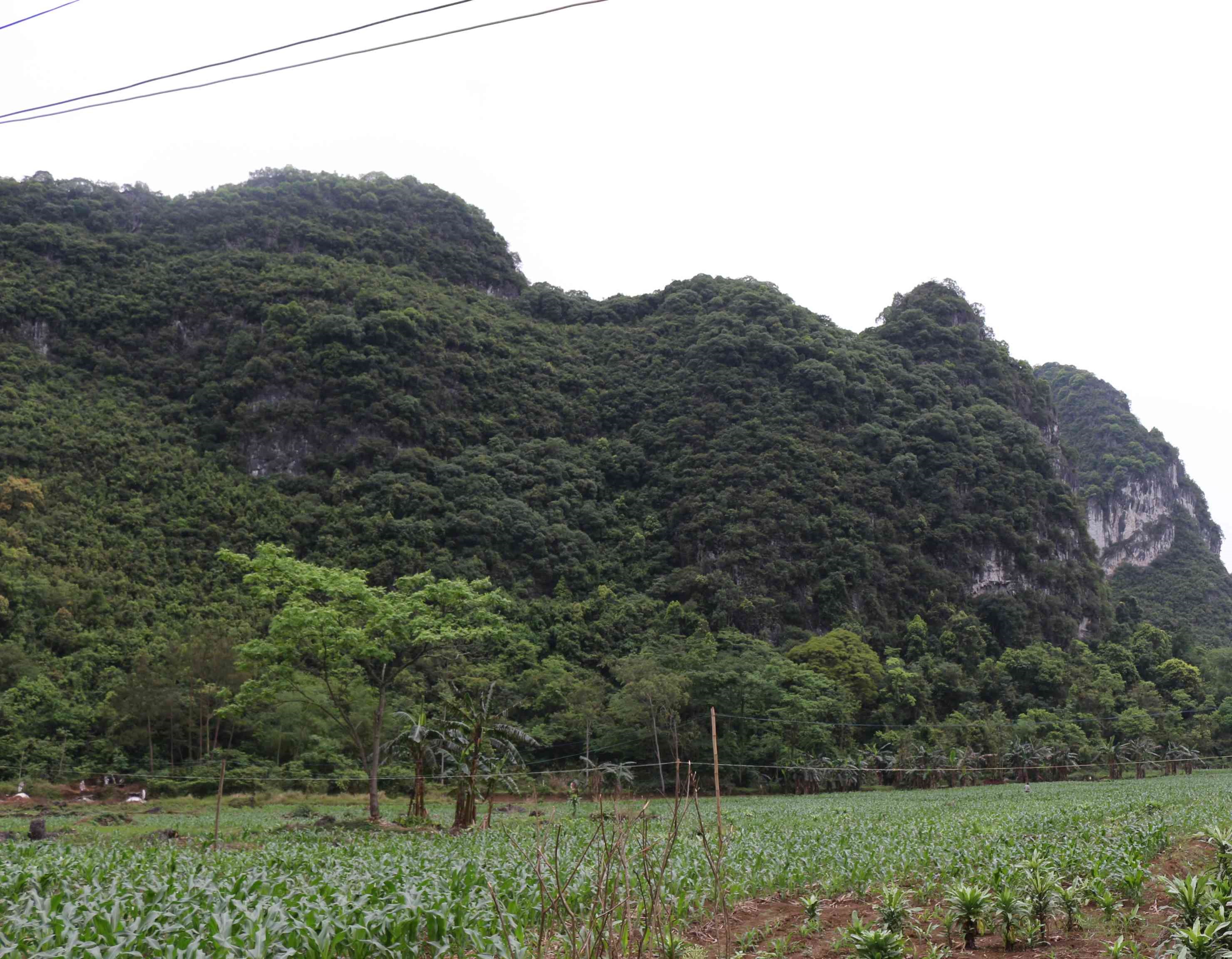那果西