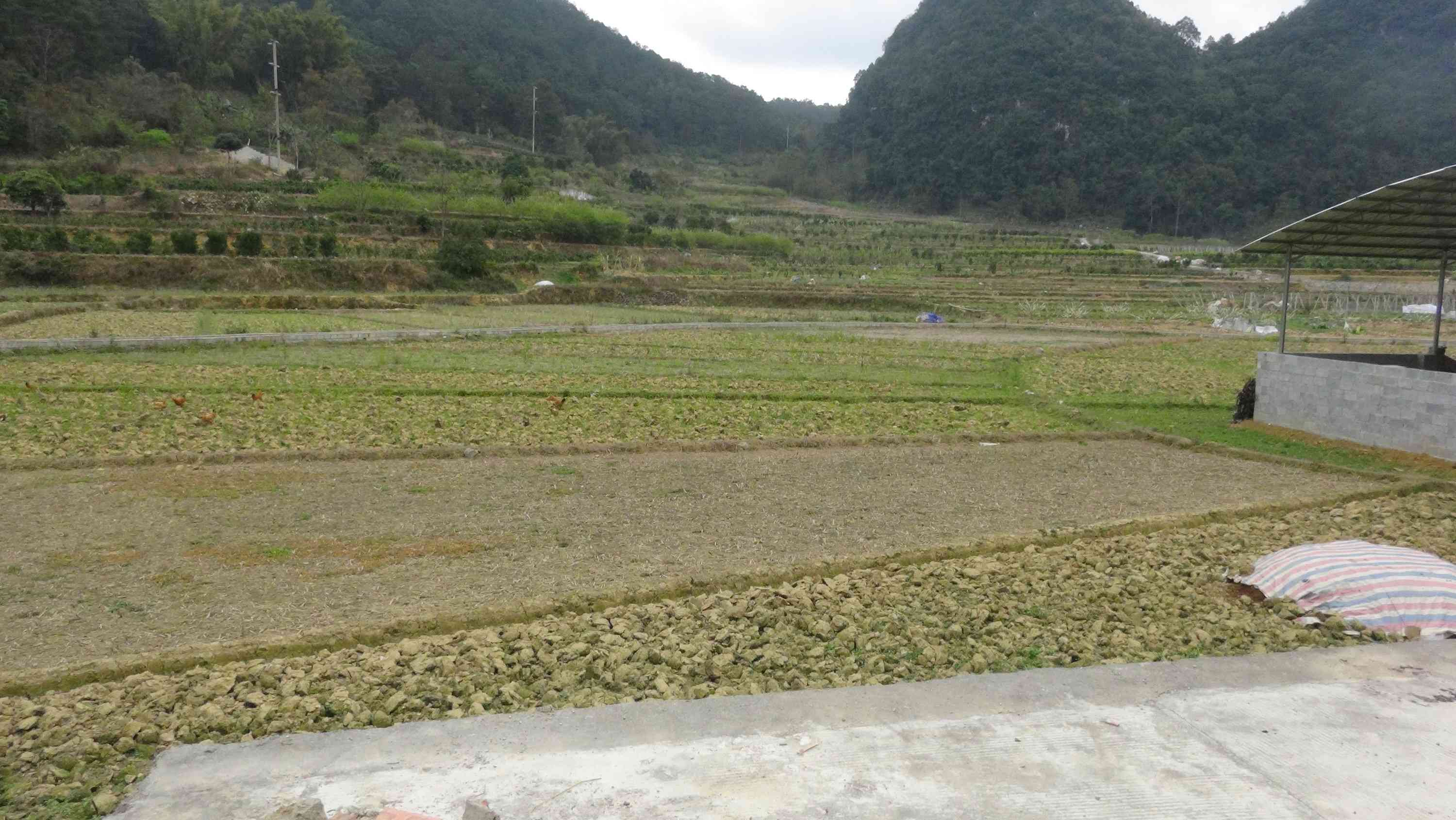 那雷